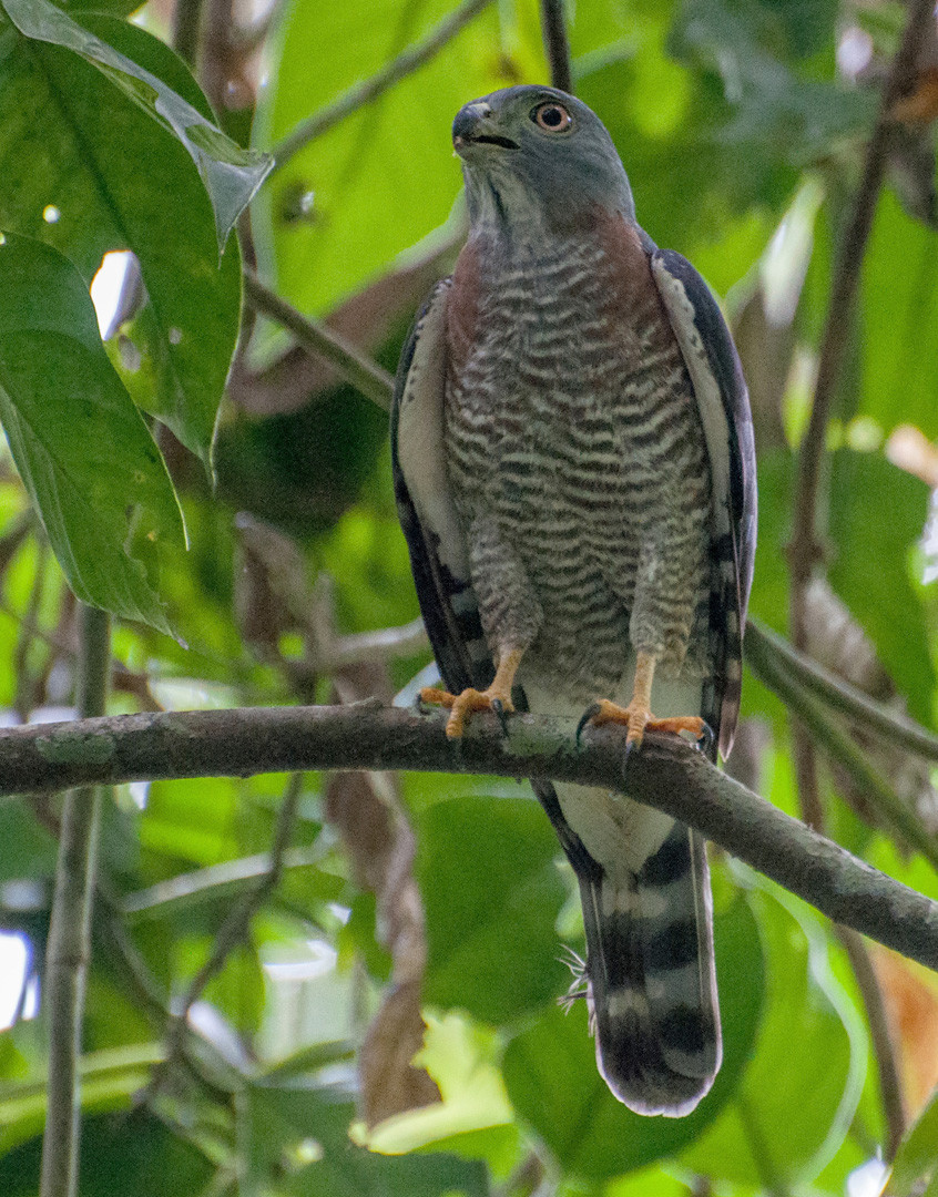 image Double-toothed Kite